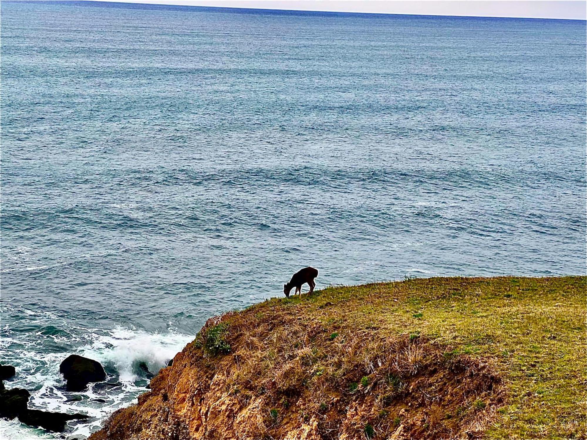 Inn Of The Lost Coast Shelter Cove Eksteriør bilde